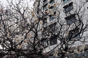 【花てらす庭園】白梅が咲きそろってきました。　※週末空室ございます