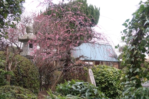 【花てらす庭園】白梅が咲きそろってきました。　※週末空室ございます