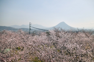 【丸亀城】4/14まで桜まつり★桜が見頃♪