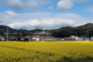 【まんのう町】広大な畑一面に広がる菜の花が見頃♪　※4/10まで