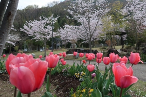 「善通寺五岳の里市民集いの丘公園」で春爛漫！ネモフィラの青い絨毯と桜のコラボ