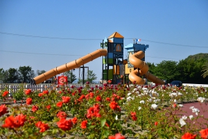 【マンモスプレイパークTARUMI（亀水中央公園）】104種のバラが花盛り＆フランス製大型遊具♪