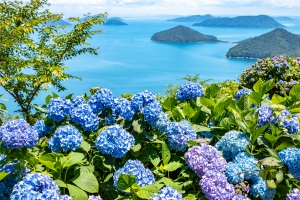 梅雨の時期を彩る香川の観光スポット★「紫雲出山」の紫陽花