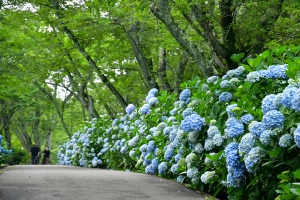 「紫雲出山」紫陽花が見頃♪　※週末若干空室ございます。