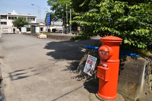 【琴平町の大センダン」樹齢300年の天然記念物