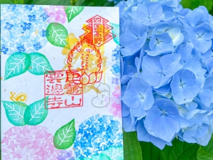 【雲辺寺】紫陽花色づき始め♪期間限定「紫陽花御朱印」配布開始！！