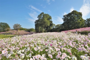 【国営讃岐まんのう公園】9月17日から「秋！色どりフェスタ」開催！