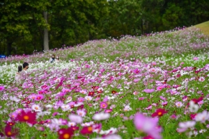 【国営讃岐まんのう公園】秋の深まり満喫！コキアの紅葉が見頃♪