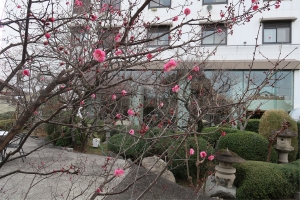 【花てらす庭園】今年も梅の花が咲き始めました♪