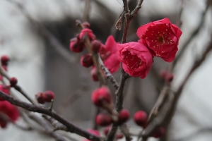 【花てらす庭園】今年も梅の花が咲き始めました♪