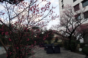 【花てらす庭園】梅の花が見頃♪