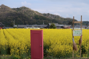 【まんのう町】広大な畑一面に広がる菜の花が順調に育っています♪