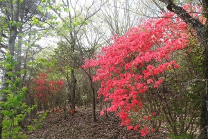 【国営讃岐まんのう公園】春らんまんフェスタ★55万本のネモフィラが見頃♪　※紅梅亭GW空室条項のご案内