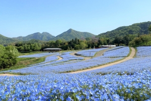 【国営讃岐まんのう公園】春らんまんフェスタ★55万本のネモフィラが見頃♪　※紅梅亭GW空室条項のご案内