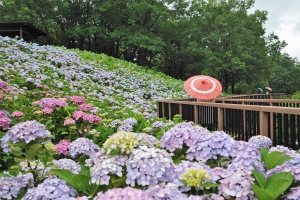 【国営讃岐まんのう公園】あじさいまつり★初夏の風物詩40品種2万本のアジサイを堪能♪