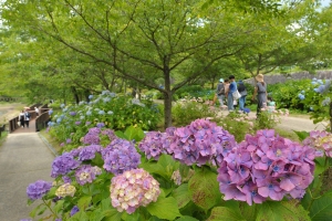 【国営讃岐まんのう公園】あじさいまつり★初夏の風物詩40品種2万本のアジサイを堪能♪