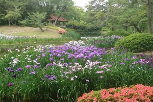 【特別名勝 栗林公園】初夏の風物詩、137種3750株の「花しょうぶ」満喫！6/3、4の2日間「花しょうぶまつり」開催！