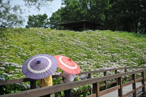 【国営讃岐まんのう公園】6月3日より「あじさいまつり」開催！★初夏の風物詩40品種2万本のアジサイを堪能♪