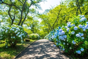 【香川・初夏旅におすすめ】浦島伝説残る荘内半島にある「紫雲出山」から見る瀬戸内海の多島美とあじさい堪能♪