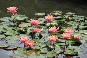 【特別名勝　栗林公園】約200株のスイレンが見頃♪芙蓉沼のハスの花が咲き始め