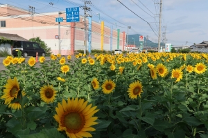 ひまわりの里まんのう♪　マルナカまんのう店付近のひまわりが見頃♪