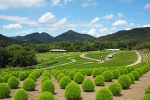 【国営讃岐まんのう公園】ひまわりが見頃♪コキアもすくすく育っています♪