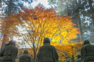 【もみじ寺・雲辺寺】紅葉スポット　※例年10月下旬～11月上旬が見頃