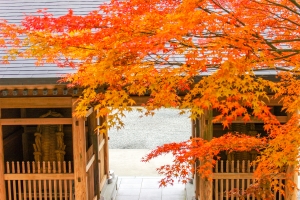 【もみじ寺・雲辺寺】紅葉スポット　※例年10月下旬～11月上旬が見頃