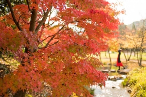 【紅葉スポット】香川用水記念公園　※例年11月上旬～中旬が見頃