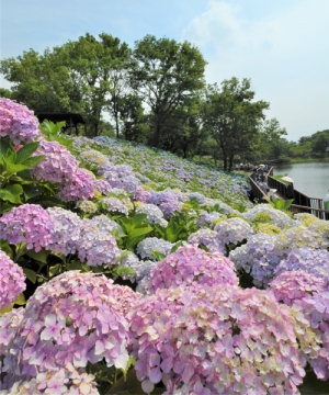 【国営讃岐まんのう公園】初夏の風物詩★40品種2万本のアジサイを満喫♪