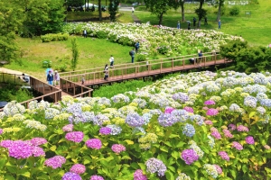 【国営讃岐まんのう公園】「あじさいまつり」6/30まで開催中！★40品種2万株のアジサイ満喫