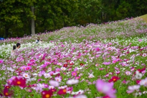 【国営讃岐まんのう公園】10月27日まで「秋！色どりフェスタ2024」開催中！　10月週末若干空室あります。