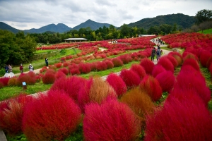 【国営讃岐まんのう公園】10月27日まで「秋！色どりフェスタ2024」開催中！　10月週末若干空室あります。