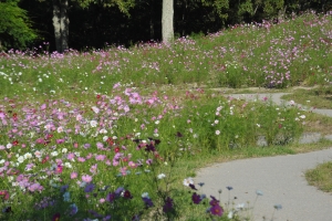 【国営讃岐まんのう公園】秋の風物詩　コスモス咲き始めています。