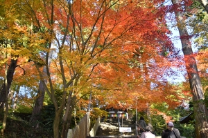 【香川の紅葉スポット】四国霊場第81番札所　白峯寺