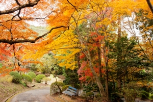 金刀比羅宮の紅葉が見頃♪12月7日（土）空室あります。