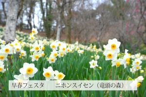 【国営讃岐まんのう公園】3月2日まで早春フェスタ開催中！　