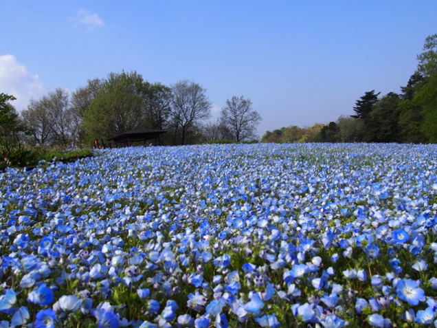 紅梅亭 5月4日、5月5日空室ございます！