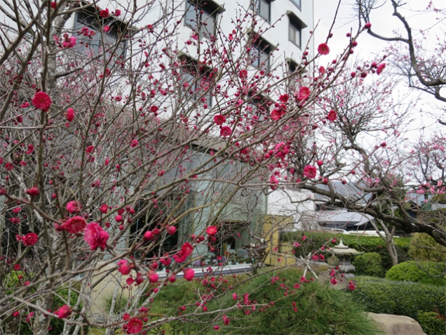 梅の開花情報（2月21日現在）