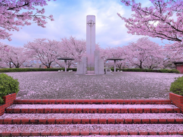 香川県桜の名所⑥　「水辺公園」