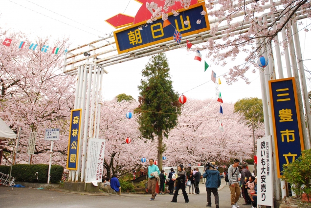 ソメイヨシノが約2000本咲き誇る「朝日山森林公園」