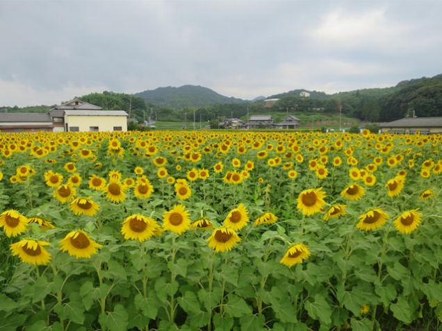 「帆山地区ひまわり団地」のひまわり見頃♪