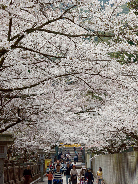 【金刀比羅宮】桜の開花予想は3月23日！桜馬場に桜のトンネルができます。