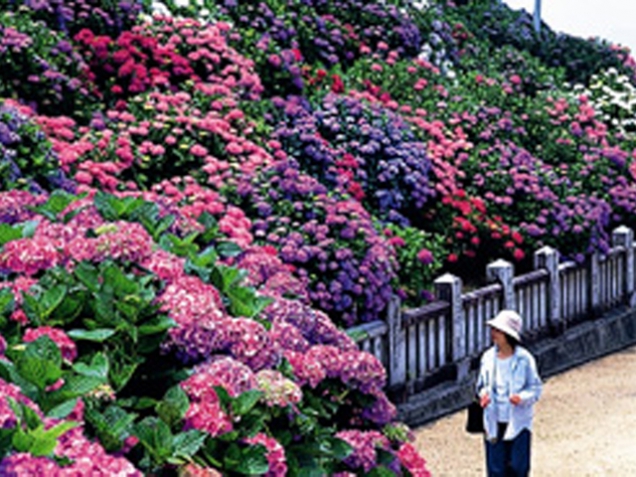 初夏を彩る香川の紫陽花スポット★「粟井神社」