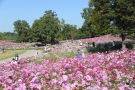 まんのう公園に出かけよう！コスモスフェスタ♪