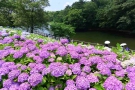 6月10日まんのう公園にて「あじさい祭り」 ※紅梅亭空室あり