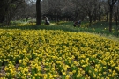 春らんまん♪花爛漫♪♪～国営讃岐まんのう公園～