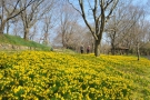 【国営讃岐まんのう公園・春らんまんフェスタ】3/19～5/8　春のフラワーリレー満喫♪