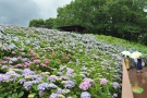 【国営讃岐まんのう公園】初夏の園内を40品種2万本のアジサイが彩る「あじさいまつり」