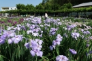 【かわつ花菖蒲園】6月14日まで一般開放★70種6000株の花菖蒲